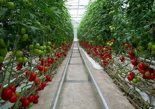 It is necessary to think in advance of sufficient width of the tracks in the greenhouse.