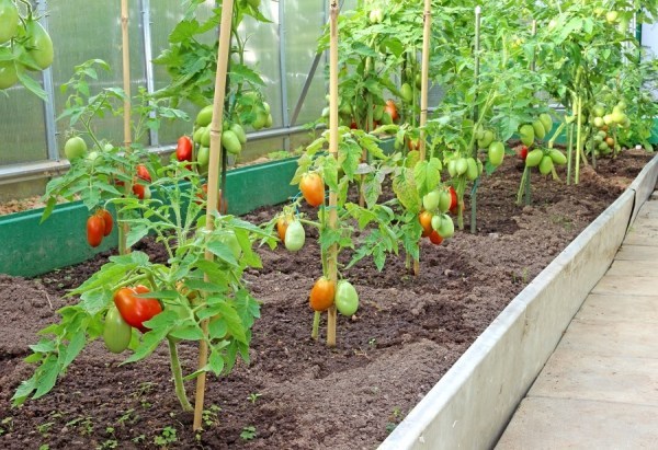 Lorsque vous plantez des tomates avec d’autres légumes, vous devez installer une cloison dans la serre.