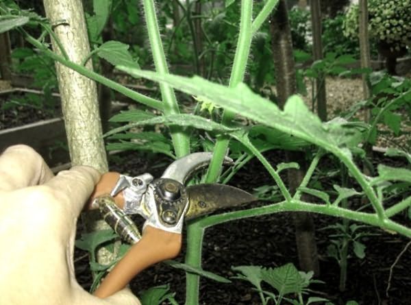 Après la récolte de la branche doit être enlevé cisailles