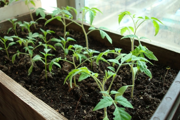 To plant seedlings for growing tomatoes can be in open and closed ground