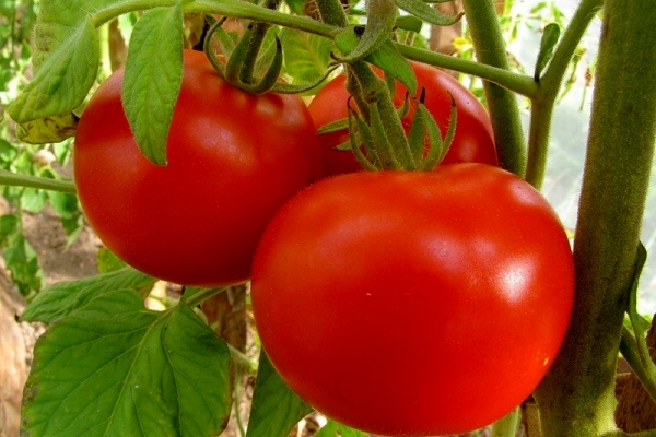  Pomodoro varietà genetica: descrizione e caratteristiche della varietà, semina e cura