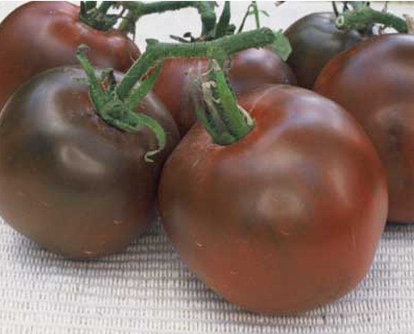 Tomato variety Black Prince