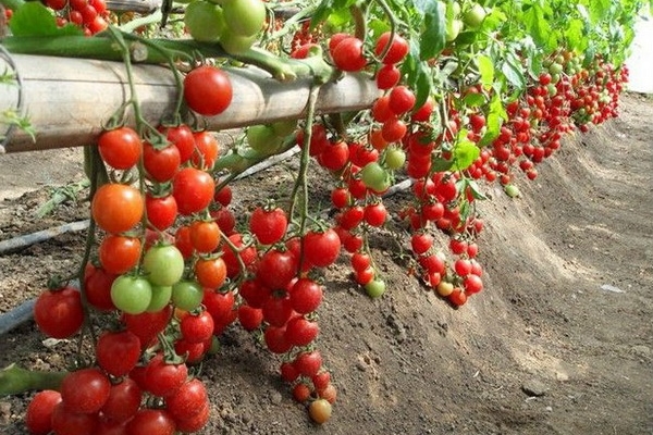 The homeland of tomatoes is South America, they became a well-known culture only in the nineteenth century.