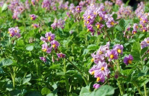 Les arbustes à fleurs de la variété Aurora sont de courte durée, mais très beaux