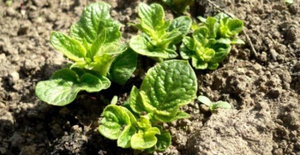 Τα μέτρα άρδευσης της ποικιλίας Impala σπανίως συνιστώνται, αλλά τα καθιστούν όσο το δυνατόν πιο άφθονα.