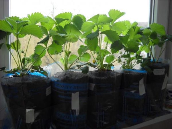 Cleri ягоди посадъчен у дома