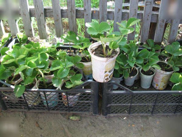 Τα έτοιμα σπορόφυτα σκουπίζονται, εάν είναι απαραίτητο, μαζί με έναν γήινο θρόμβο και τοποθετούνται σε κύπελλα.