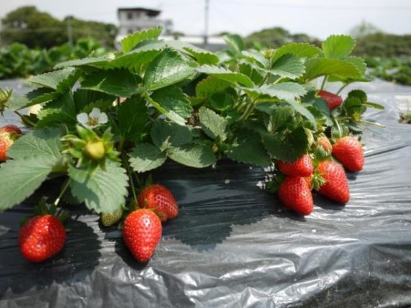 Strawberry root system insulation