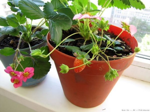 Strawberry ampelnoe in apartment conditions
