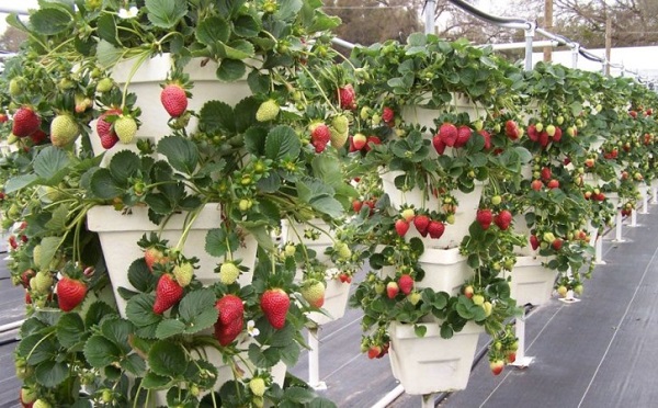  φράουλα καλλιέργεια