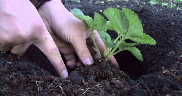 Προσγείωση