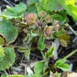 Νικήστε το ακάθαρτο φράουλα