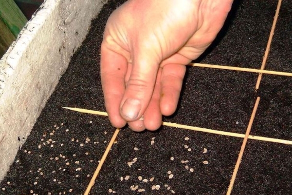 Semer les graines quand le sol se réchauffe, saupoudrer d'humus