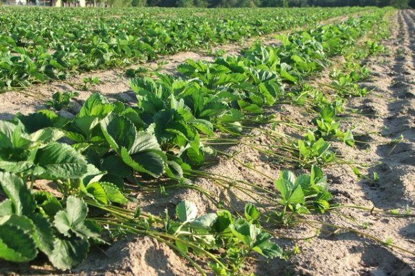 Strawberry frigo grown on an industrial scale