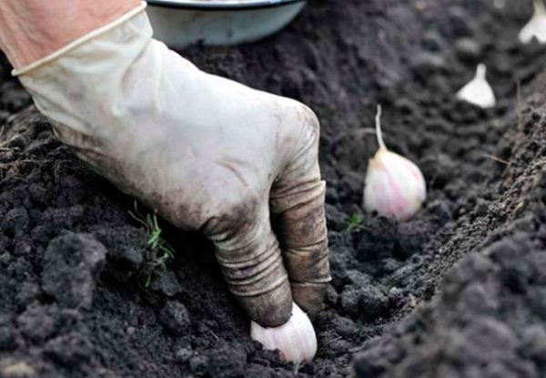 Φύτευση ασκαλωνιών
