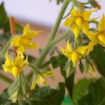Tomato flowers