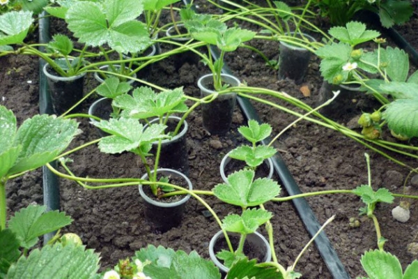 Junge Steckdosen fest auf den Boden gedrückt oder in einem Prikopanny-Glas mit Erde