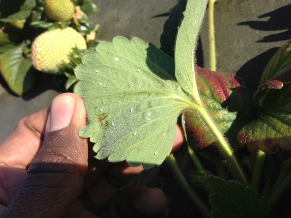 Strawberry whitefly on strawberry leaves