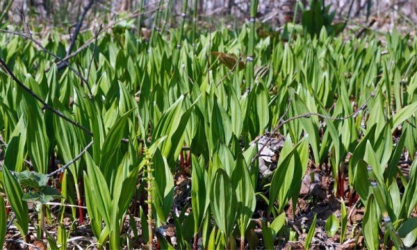 Les variétés d'oignons sauvages, cultivées à l'état sauvage ou domestiquées, sont bénéfiques pour le corps.