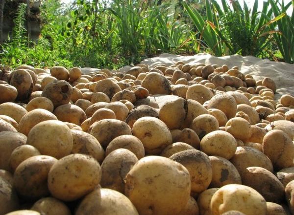 la culture de la pomme de terre