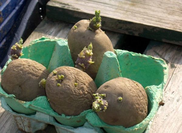 pommes de terre germées