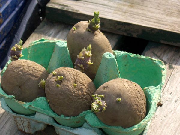  sprouted potatoes