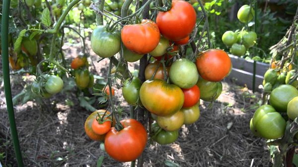  tomato Dubrava