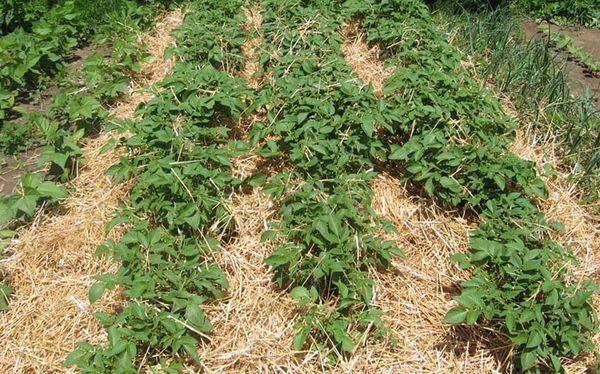 pommes de terre en paille