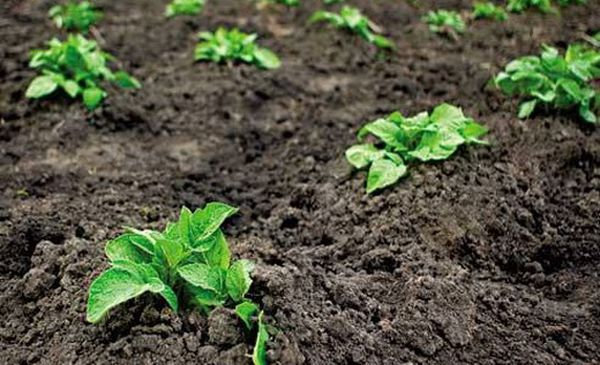 L'irrigazione è necessaria dopo la comparsa di germogli pieni