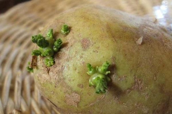 If you see green sprouts on potatoes - do not purchase it for cooking