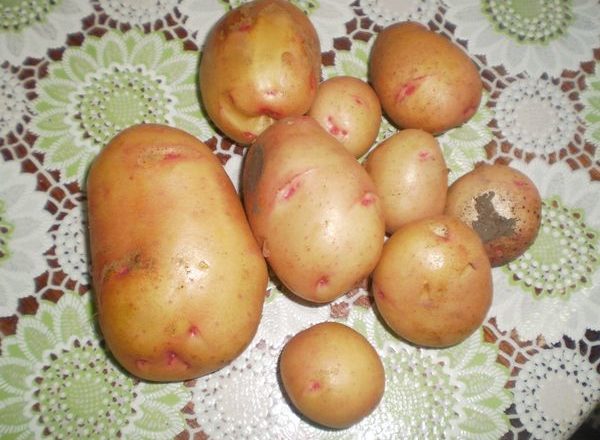 Pommes de terre variées Joukovski