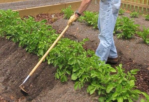При отглеждане на zhuravinki е необходимо да се извърши узряване
