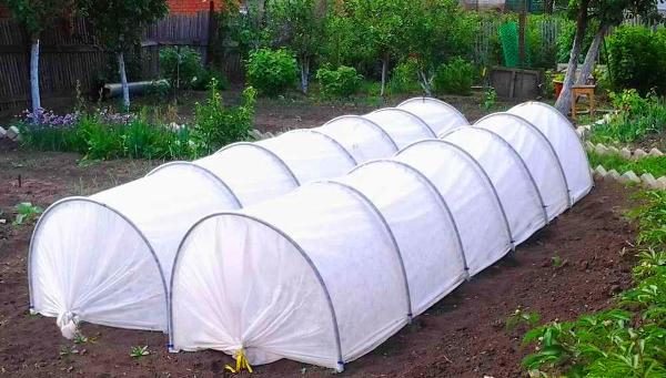 Arched tunnel greenhouse for peppers