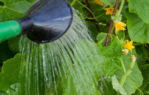 Alimentation liquide de concombres