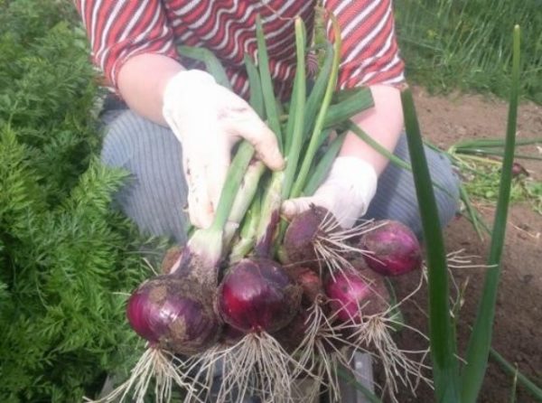 Récolte du Baron Rouge