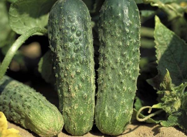  اياكس الخيار