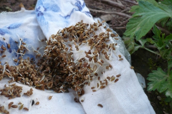 Avant la plantation, les graines sont trempées pendant une journée dans de l’eau chaude, traitées thermiquement