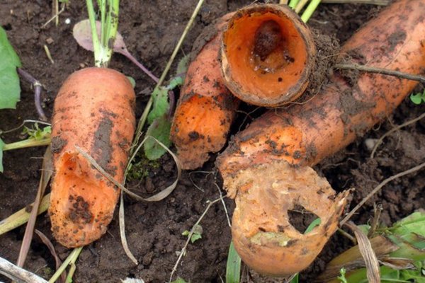  Pest-damaged carrots