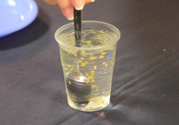 Επαλήθευση των σπόρων τομάτας για τη βλάστηση