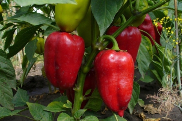 Aivengo a une excellente présentation et se caractérise par un rendement élevé.