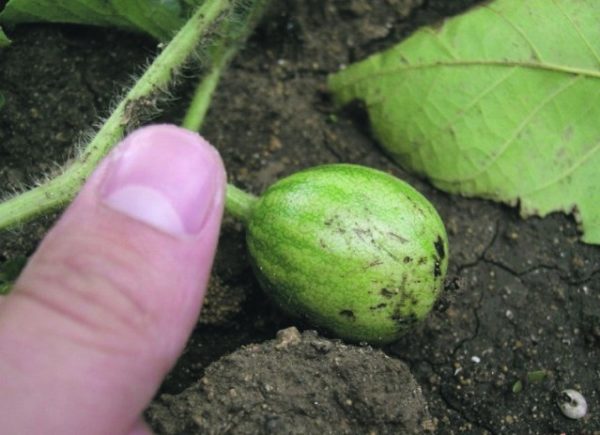 Small fruit watermelon