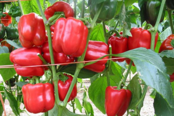  Pepper Californian miracle: description and characteristics of the variety, planting and care