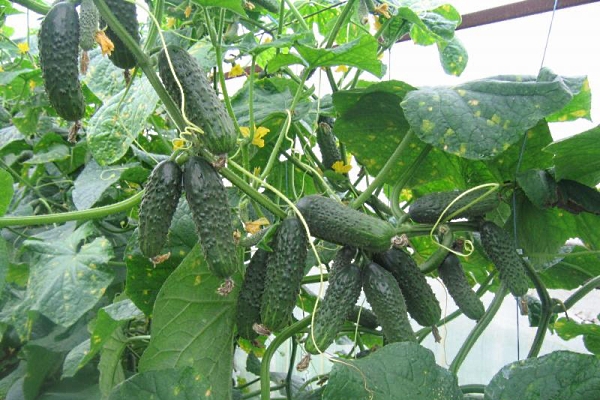  Ecole variety cucumbers: description and characteristics, planting and care