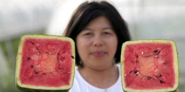 Pastèque carrée dans la coupe