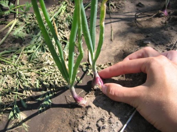 Soin des oignons baron rouge