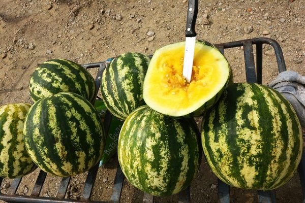 La récolte de la pastèque jaune