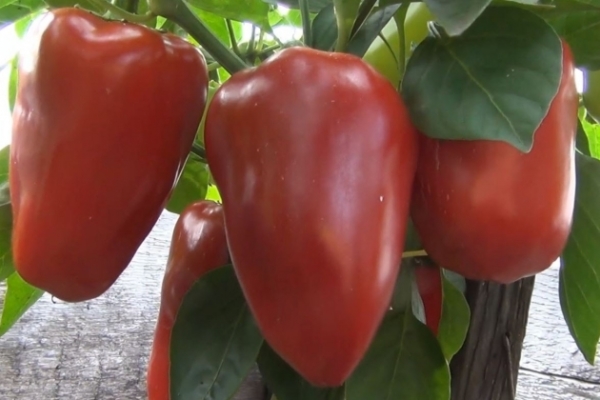 Refers to medium-early varieties, does not require large space, special care and tying