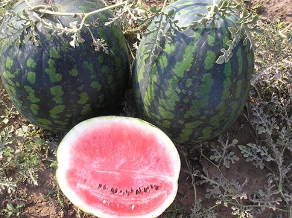 Βασικά, η απόδοση αυτής της ποικιλίας είναι περίπου 30-35 τόνοι ανά εκτάριο