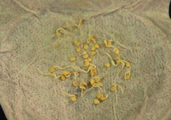 Semi di pepe germinati