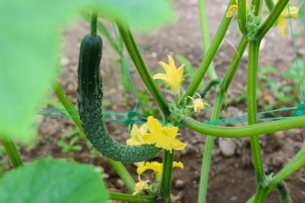 4-5 shoots should be left on one stem, the rest should be removed.